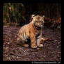 Baby Tiger Portrait IV
