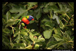 Rainbow Lorikeet II by TVD-Photography