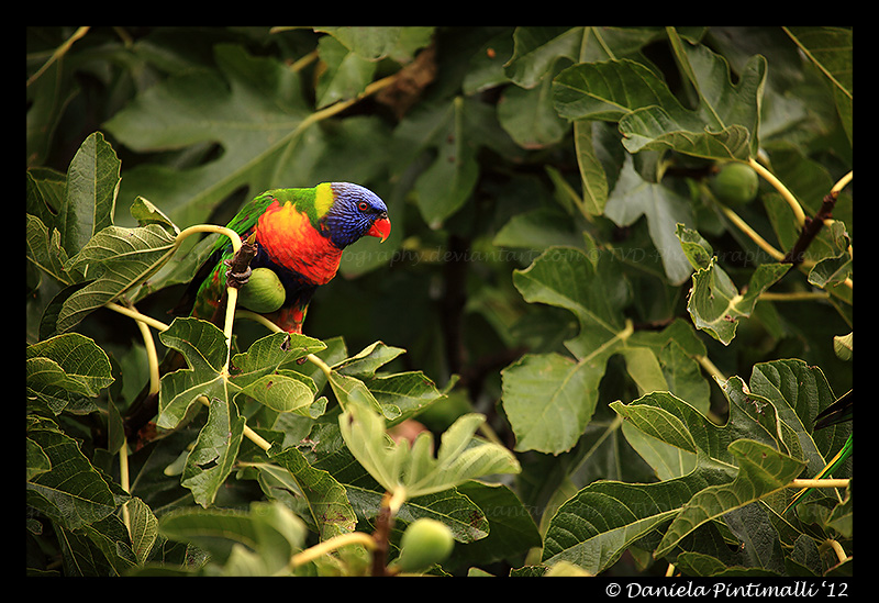 Rainbow Lorikeet II