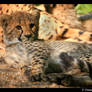 Baby Cheetah II