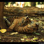 Baby Tigers: Hug Time