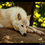 Arctic Wolf: Contemplative