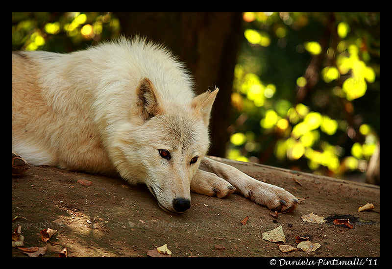 Arctic Wolf: Contemplative