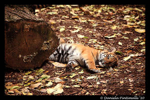 Sleepy Baby Tiger