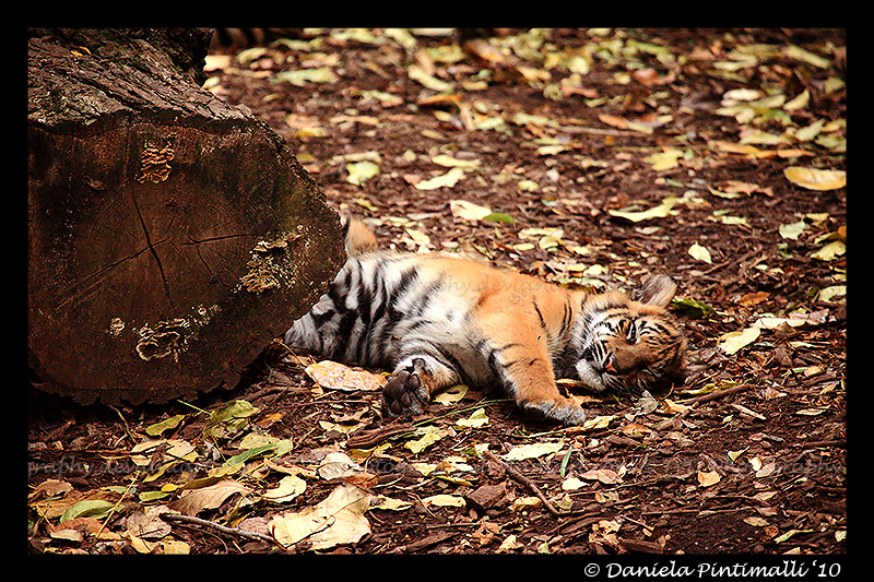 Sleepy Baby Tiger