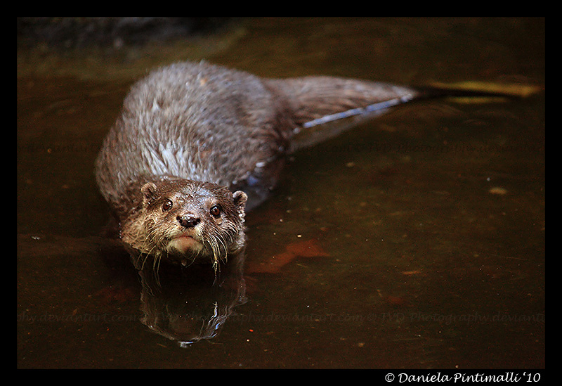 Otter Stare