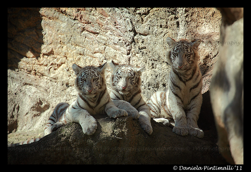 Three Baby Tigers II