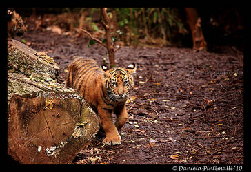 Baby Tiger Approaching