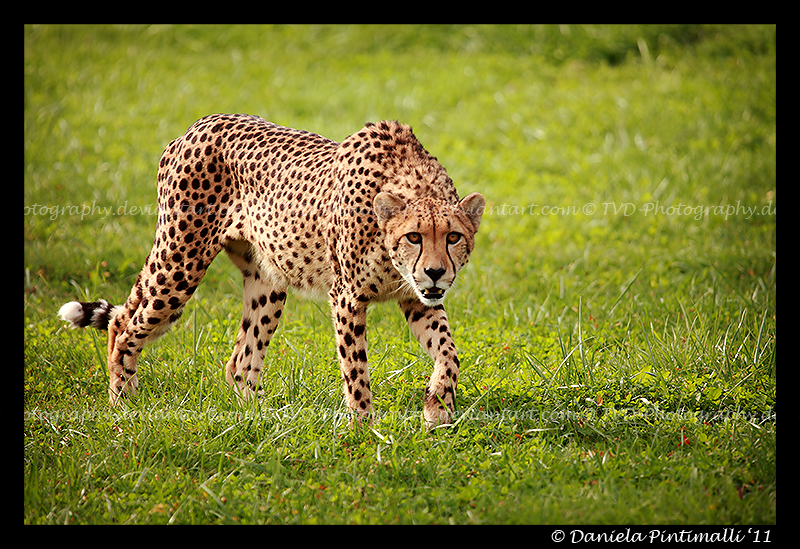 Stalking Cheetah