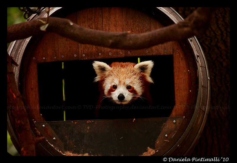 Red Panda: Peek-a-boo