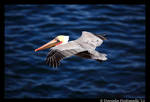 Flying Pelican by TVD-Photography