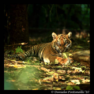 Baby Tiger Portrait V