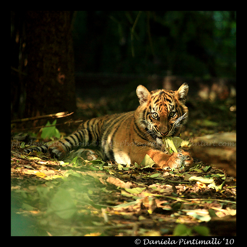 Baby Tiger Portrait V