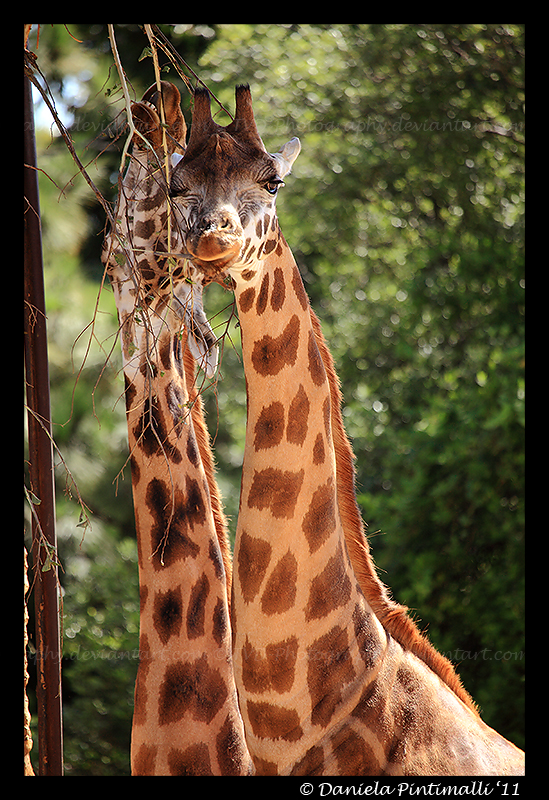 Winking Giraffe