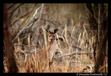 Wild Roo II