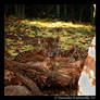 Baby Tiger Portrait VI