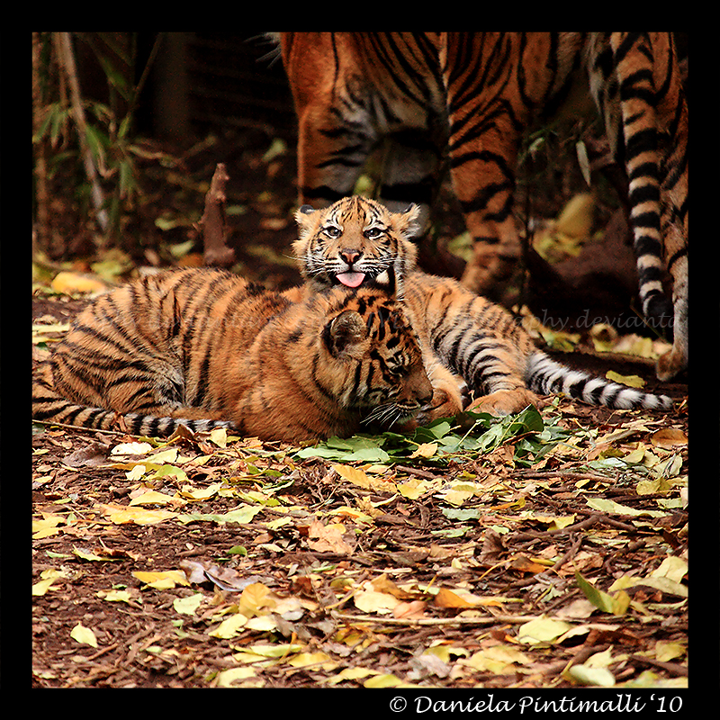 Baby Tigers: Bleagh