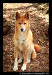 Sitting Dingo by TVD-Photography