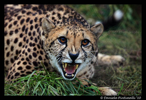 Angry Cheetah II