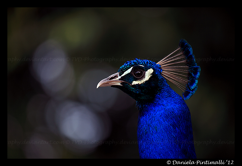 Peacock Profile