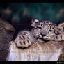 Baby Snow Leopard XII