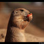 Prarie Dog