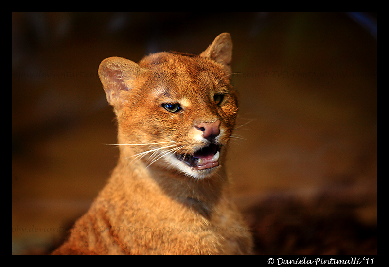 Jaguarundi