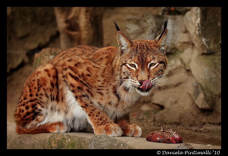 Lynx Lunch