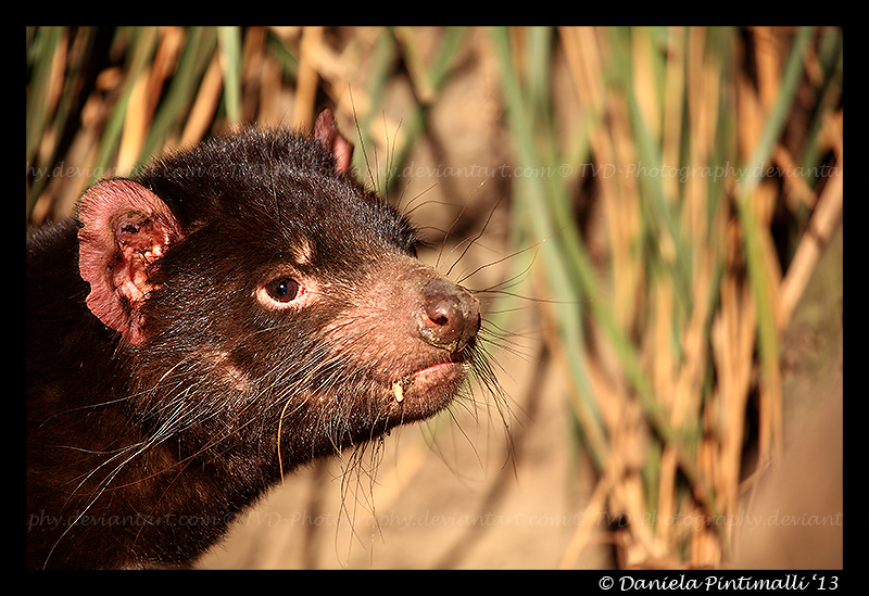 Tasmanian Devil II