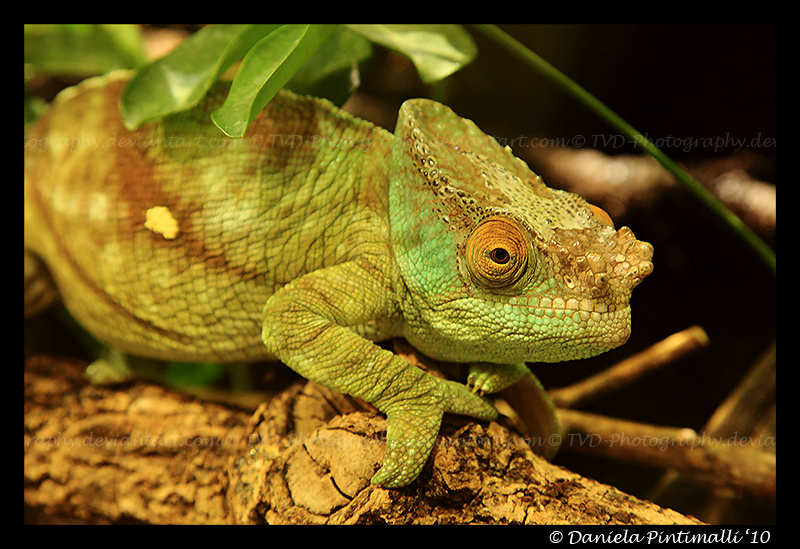 Chameleon