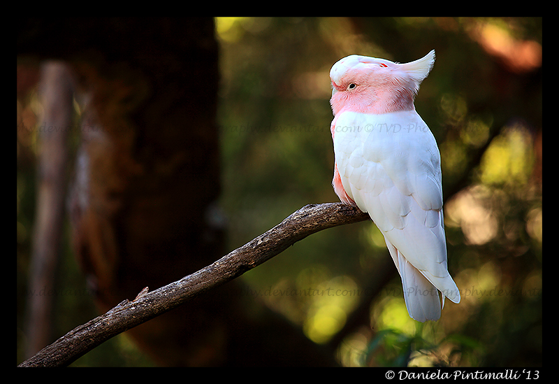 Major Mitchells Cockatoo III