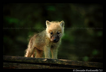 Baby Wolf