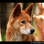 Dingo II