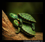 Baby Turtles by TVD-Photography