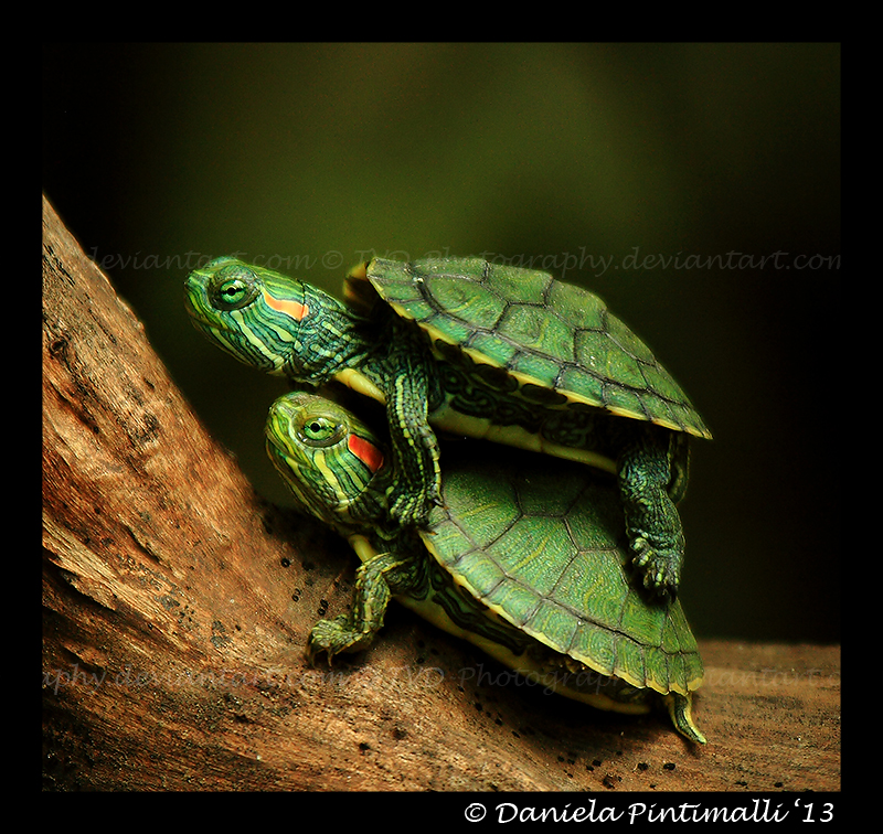 Baby Turtles