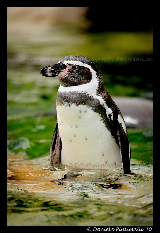 Penguin Pose II