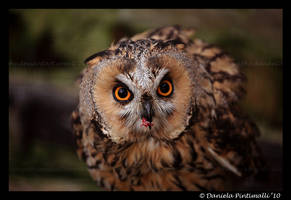 Owl: Lunch