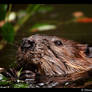 Beaver Portrait