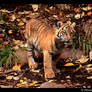 Baby Tiger Portrait VIII