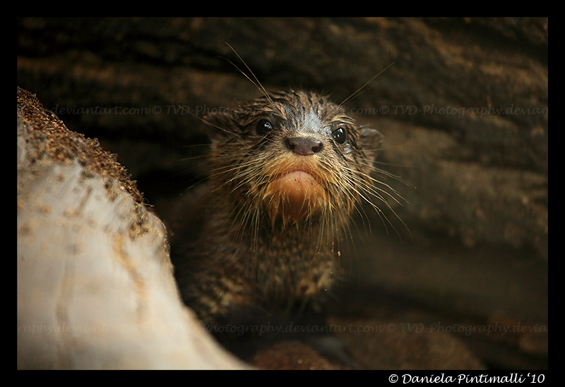 Baby Otter III