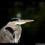 Blue Heron