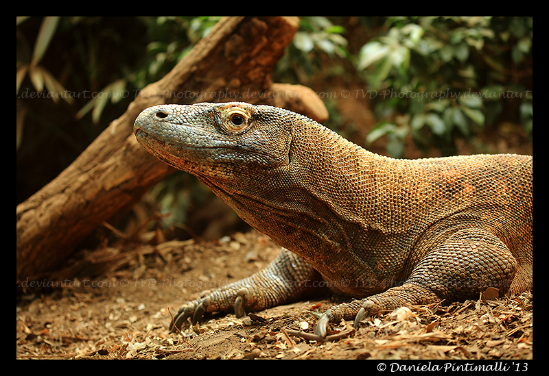 Komodo Dragon