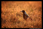Magpie