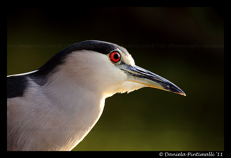 Night Heron