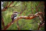 Kookaburra II by TVD-Photography