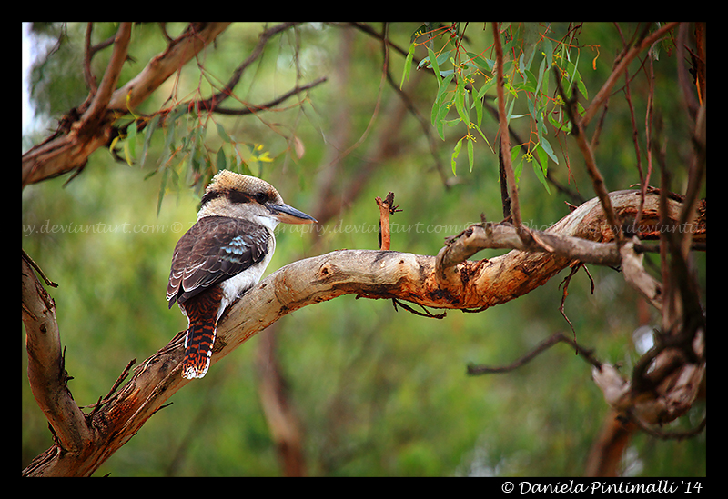 Kookaburra II