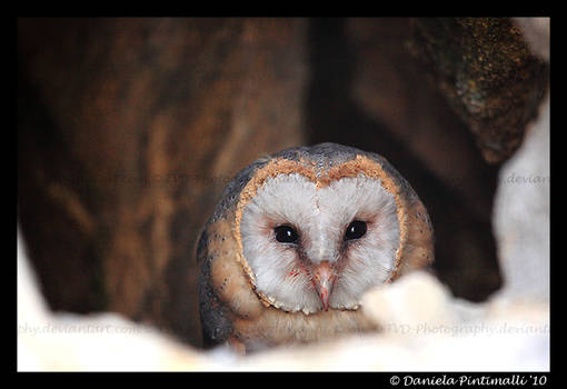 Barn Owl Stare