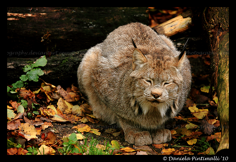 Lynx Ball