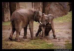 Elephants: Helping Trunk