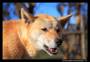 Dingo III